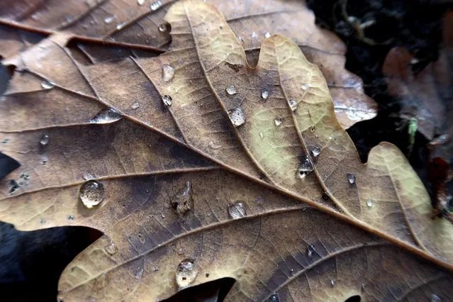 Waterdrops are picured on a fallen leaf from autumn trees at the Tiergarten central park in Berlin, Germany, November 9, 2016. (Photo by Fabrizio Bensch/Reuters)