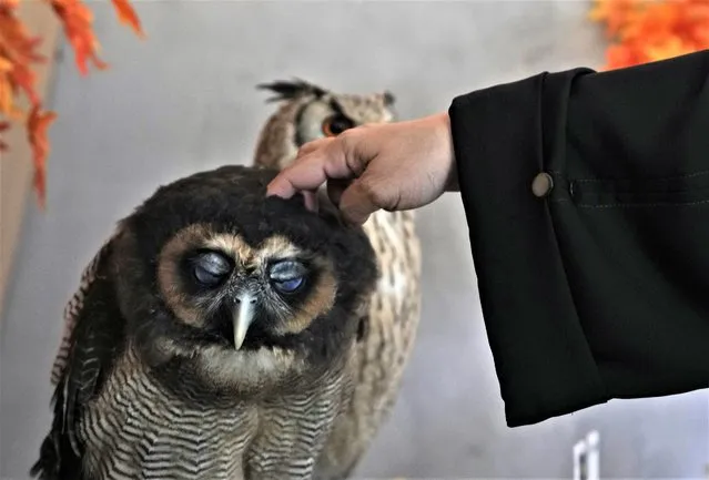 Mars, a female Asian Wood owl, reacts as someone touches her head, at the Boomah, or Owl Cafe, in Abu Dhabi, United Arab Emirates, July 21, 2022. The owner of the café Mohamed al-Shehhi had his first owl in 2014. He started his café Boomah as a hobby in 2020. Today he has nine owls at the cafe, all bred and raised by humans. (Photo by Kamran Jebreili/AP Photo)
