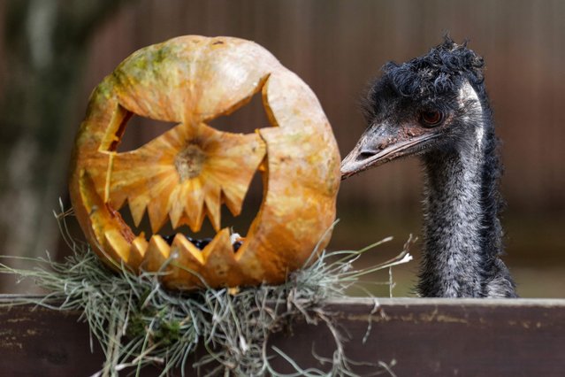 An ostrich stands next to a pumpkinin at the Cali Zoo during Halloween celebrations in Cali, Colombia on October 25, 2023. (Photo by AFP Photo/Stringer)