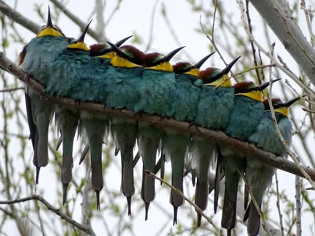 Blue-throated bee-eaters are perched on a branch on a spring day in Kars, Turkey on May 13, 2020 (Photo by Huseyin Demirci/Anadolu Agency via Getty Images)
