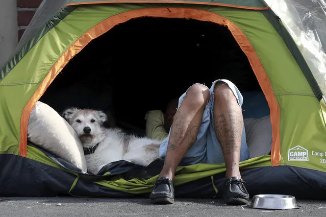 A dog is seen in a tent with its owner while living on the street in Cape Town South Africa, Monday, May 18, 2020. The Western Cape province which includes the city of Cape Town, has emerged as the country's coronavirus hotspot, accounting for more than half of the nation's COVID-19 cases. (Photo by Nardus Engelbrecht/AP Photo)
