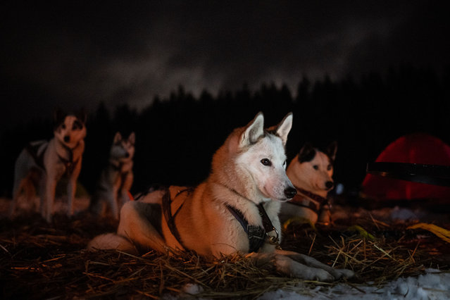 A musher competes with his dogs during the traditional 27th Sedivackuv Long dog sled race near the village of Destne v Orlickych Horach, Czech Republic on January 24, 2025. The Sedivacek Long is a four- or five-stage dog sled race spanning 200 to 300 kilometers along the ridges of the Orlicke Mountains, with over 100 participants. (Photo by Lukas Kabon/Anadolu via Getty Images)