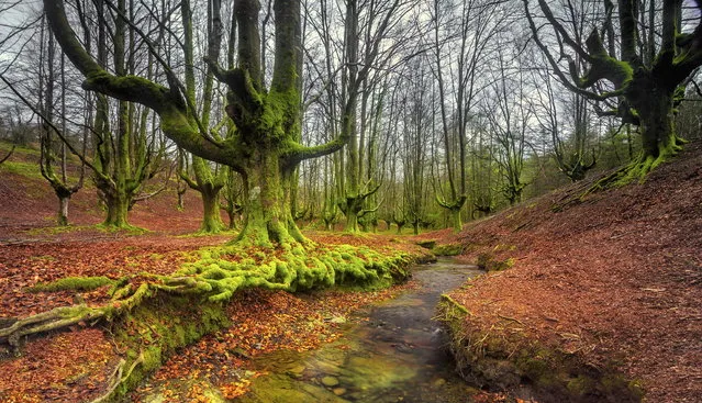 A Mystical Forest In Spain