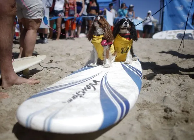 Samson (R) and Delilah wait to compete at the 6th Annual Surf City surf dog contest in Huntington Beach, California September 28, 2014. (Photo by Lucy Nicholson/Reuters)