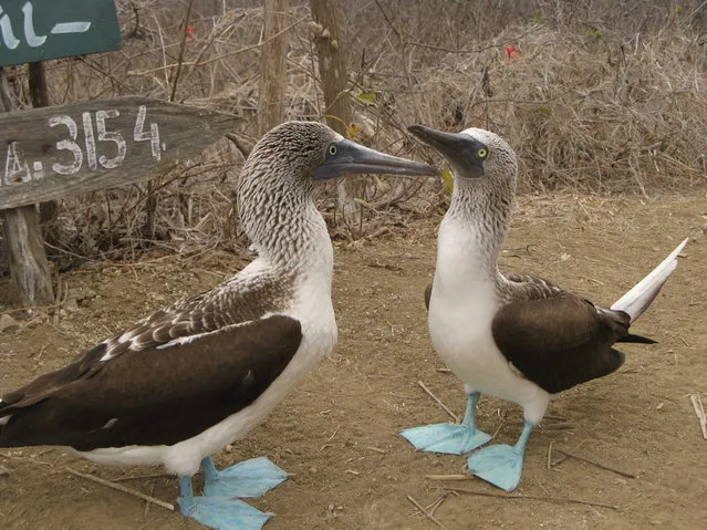 Blue-Footed Booby