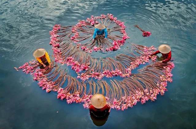 Workers use the traditional craft of picking waterlilies by hand arranging them into fascinating shapes in Bogor, Indonesia in October 2022. After the waterlilies are harvested and cleaned, they will be sold in the market and are usually used for decoration and bouquets. (Photo by Gatot Herliyanto/Solent News & Photo Agency)