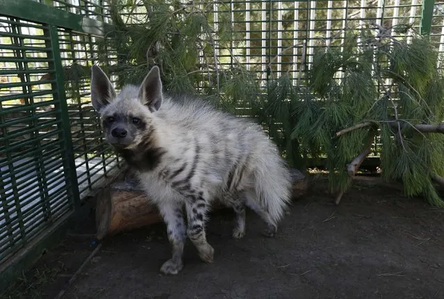 One of the two hyenas who were rescued by animals right group Animals Lebanon, is seen inside a cage in Aley, eastern Lebanon October 8, 2014. Max and Val, the brother and sister pair of Hyenas are being kept in Aley after they were rescued by Animals Lebanon and will soon be sent to a sanctuary in France. (Photo by Jamal Saidi/Reuters)