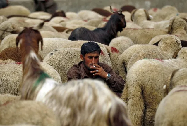 A Kashmiri nomad smokes as he sits among his goats and sheep for sale at a livestock market ahead of the Eid al-Adha festival in Srinagar September 21, 2015. Muslims across the world are preparing to celebrate the annual festival of Eid al-Adha or the Feast of the Sacrifice, which marks the end of the annual hajj pilgrimage, by slaughtering goats, sheep, cows and camels in commemoration of the Prophet Abraham's readiness to sacrifice his son to show obedience to Allah. Eid al-Adha in Kashmir falls on September 25. (Photo by Danish Ismail/Reuters)