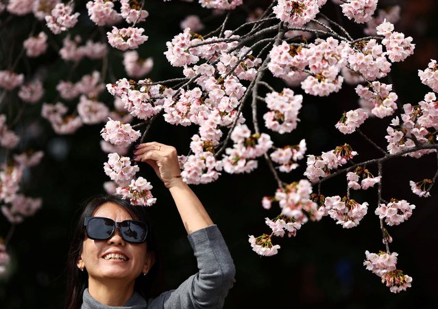 A visitor touches the early-flowering Ookanzakura cherry blossoms almost in full bloom at Ueno Park in Tokyo, Japan, on March 13, 2025. (Photo by Issei Kato/Reuters)