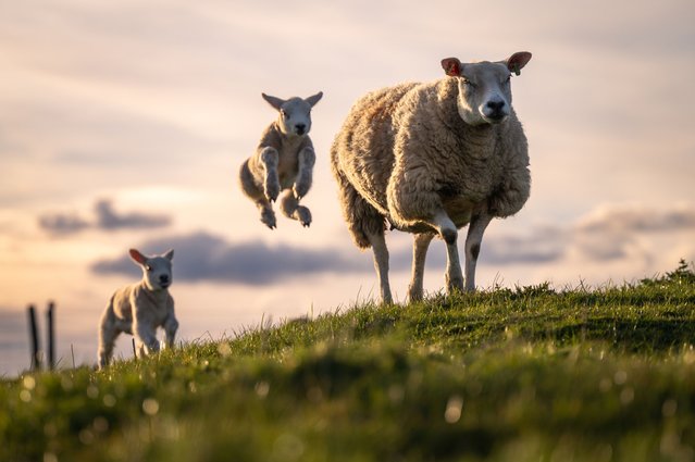 Spring lambs leap excitedly in the Peak District, UK on April 2, 2025. (Photo by Wesley Kristopher/Media Drum Images)