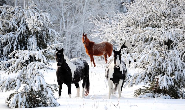 Horses roam through snow-covered trees in their pasture near the Lower Roy Lake Road in Nisswa, Minnesota, December 31, 2010. (Photo by Steve Kohls/Brainerd Dispatch)
