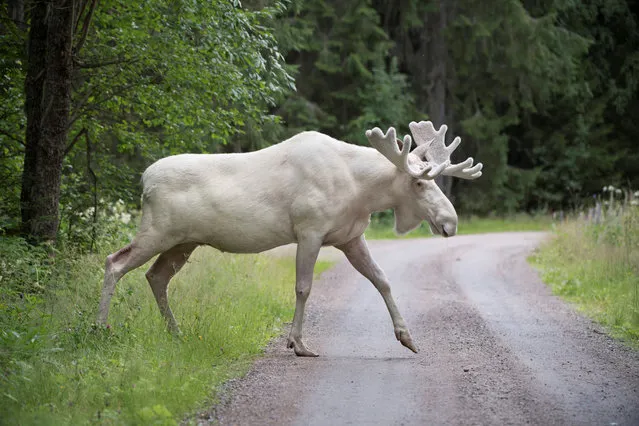 A rare white moose is seen in Gunnarskog, Varmland, Sweden July 31, 2017. (Photo by Tommy Pedersen/Reuters/TT News Agency)