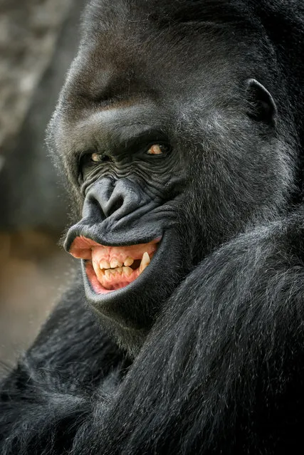 Richard the unusually photogenic Gorilla from Prague Zoo. (Photo by Prauge Zoo/Caters News Agency)