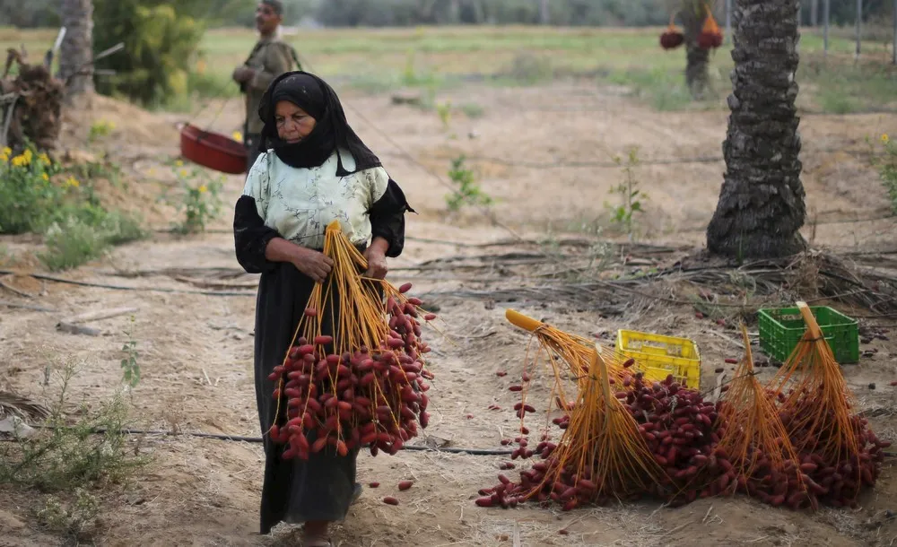 Harvest Season in Gaza Strip