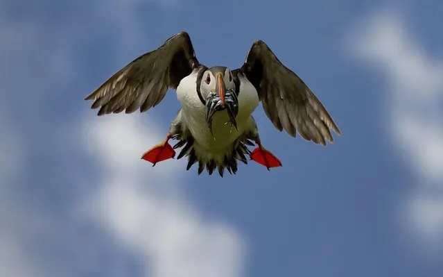 Atlantic Puffin Is AKA Puffins Or Puffin Birds