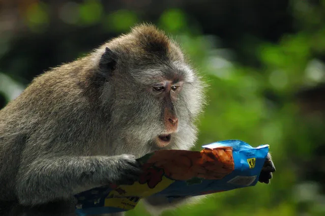 A baboon with a crisp packet. (Photo by Maigorzata Szypula/Comedy Wildlife Photography Awards/Mercury Press)