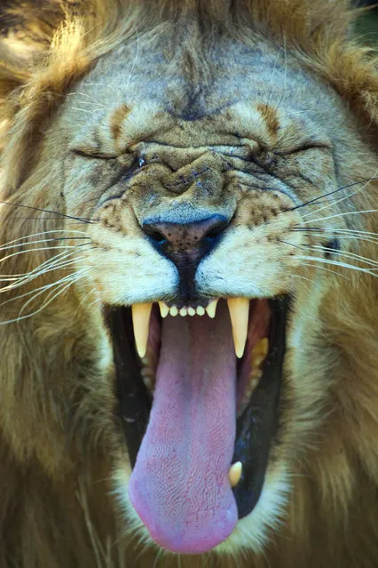 A yawning lion looks like he is laughing out loud pictured by Marilyn Parver for the Comedy Wildlife Photo Awards 2016, Maasai Mara, Kenya, October, 2014. (Photo by Marilyn Parver/Barcroft Images/Comedy Wildlife Photo Awards)