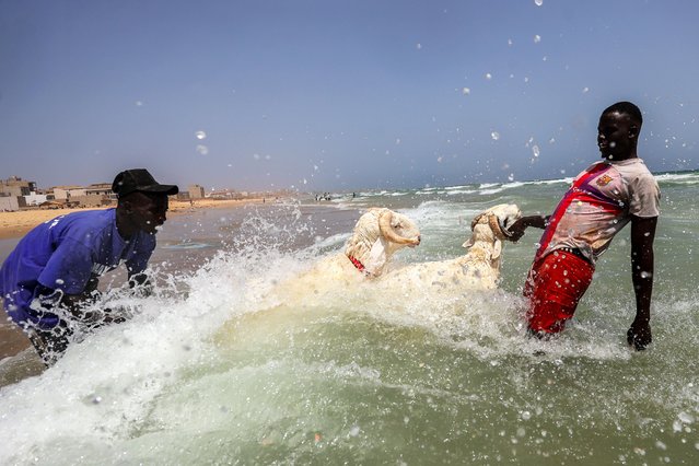 People, including children wash their sheep in the ocean ahead of Eid al-Adha in Dakar, Senegal on June 3, 26, 2024. The washing of sacrificial sheep before they are sold or delivered to their owners before Eid al-Adha, known as “Tabaski” in the local language, is considered one of the most important sacrificial traditions. They are first washed in the sea and then cleaned with a brush on the beach. (Photo by Cem Ozdel/Anadolu via Getty Images)
