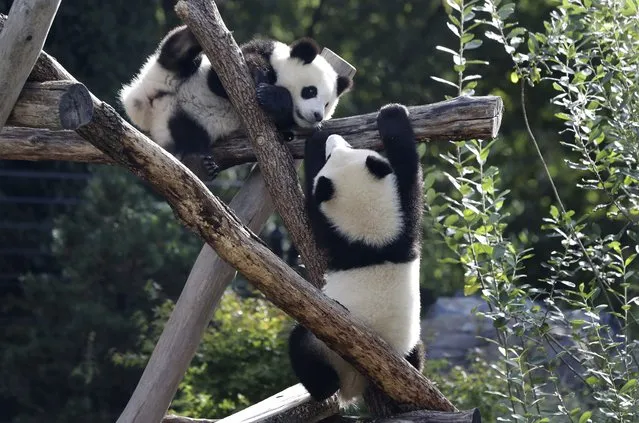 The Panda bear cubs Meng Xiang (nickname Piet), right, and Meng Yuan (nickname Paule), left, are climb in their enclosure during their first birthday in Berlin, Germany, Monday, August 31, 2020. (Photo by Michael Sohn/AP Photo)