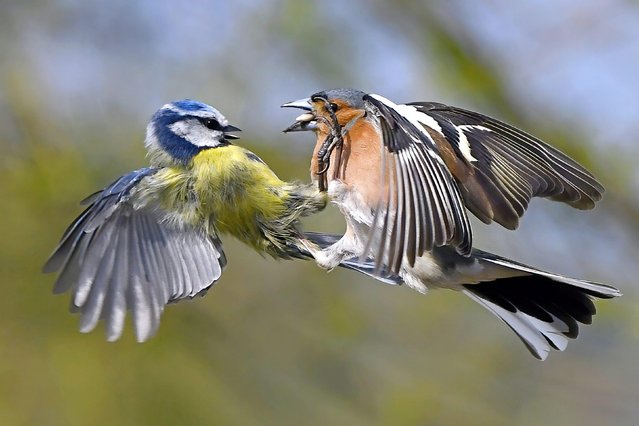 A blue tit and chaffinch lock legs in battle after the chaffinch was interrupted mid-meal in Aberystwyth, Wales on August 12, 2021. (Photo by Carl Bovis/Solent News)