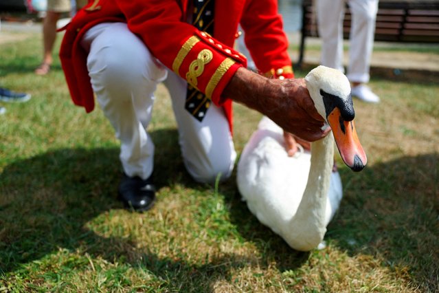 An official holds a swan during the annual swan census, known as Swan Upping, along the River Thames near Windsor, Britain, on July 14, 2025. (Photo by Isabel Infantes/Reuters)