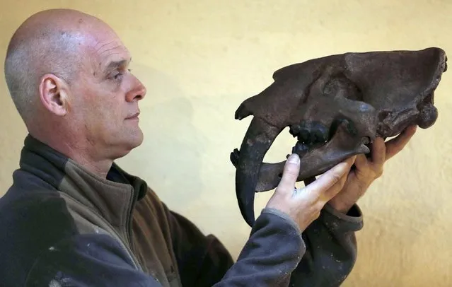 Belgian animal sculptor Emmanuel Janssens Casteels works on a replica of a Smilodon's skull, an extinct genus of machairodont felid, in his workshop in Prayssas December 3, 2014. (Photo by Regis Duvignau/Reuters)