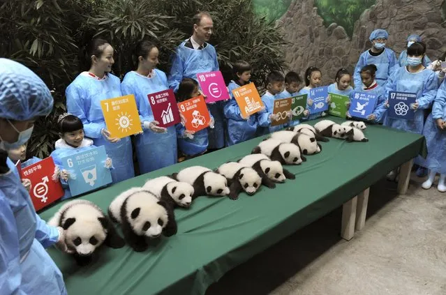 Giant panda cubs, which were born in 2015, are seen on display next to participants holding placards with their goals and wishes for the United Nations in the future, during a celebration to mark the 70th anniversary of the United Nations, at the Chengdu Research Base of Giant Panda Breeding in Chengdu, Sichuan province, China, October 24, 2015. (Photo by Reuters/China Daily)