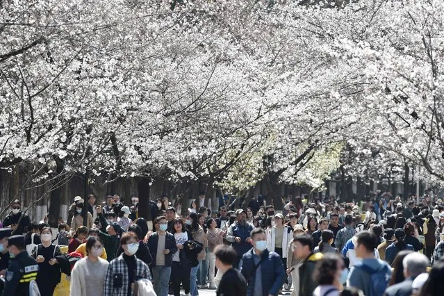 People walk under cherry blossoms in Nanjing, in China's eastern Jiangsu province on March 14, 2023. (Photo by AFP Photo/China Stringer Network)