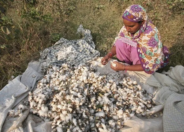 Jaswinder Kaur, a farmer, removes whitefly pest from cotton pods after plucking them from her damaged Bt cotton field on the outskirts of Bhatinda in Punjab, India, October 28, 2015. Indian farmers are for the first time abandoning genetically modified cotton after a devastating pest attack ravaged their fields, sowing doubts about the crop technology that had been hailed as a panacea. (Photo by Munish Sharma/Reuters)