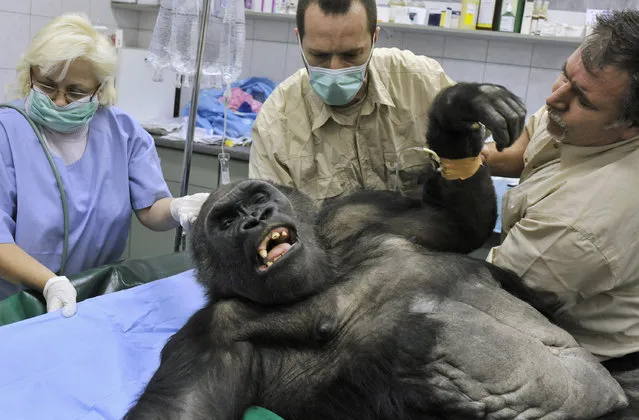 Veterinarians prepare Budapest Zoo's oldest gorilla, Liesel, for an operation to remove fibroid tumours from its uterus in Budapest January 15, 2009. (Photo by Reuters/Pool)