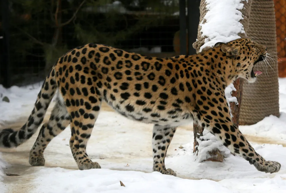 Big Cats in Siberian Zoo