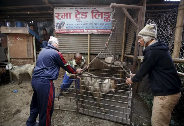 A goat is being weigh to fix its price before selling to the customer at a livestock market during Dashain, the biggest religious festival for Hindus in Nepal, in Kathmandu, October 15, 2015. (Photo by Navesh Chitrakar/Reuters)