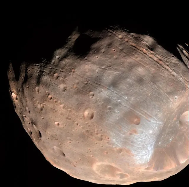 This NASA photo obtained on November 11, 2015 shows the long, shallow grooves lining the surface of Phobos are likely early signs of the structural failure that will ultimately destroy this moon of Mars. Orbiting a mere 3,700 miles (6,000 kilometers) above the surface of Mars, Phobos is closer to its planet than any other moon in the solar system. Mars gravity is drawing in Phobos, the larger of its two moons, by about 6.6 feet (2 meters) every hundred years. (Photo by AFP Photo/NASA)