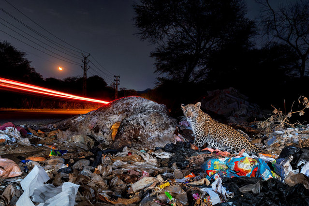 A young leopard feeds on a cow carcass beside rubbish and fast-moving traffic in Udaipur, India. The picture is the winner in the conservation category of the Nature in Focus Photography Competition 2025. (Photo by Nature in Focus)