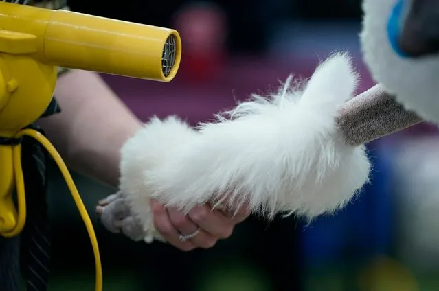 A Standard Poodle in the benching area during the Annual Westminster Kennel Club Dog Show judging of Hound, Toy, Non-Sporting and Herding breeds and Junior Showmanship at the Arthur Ashe Stadium in New York City on May 8, 2023. (Photo by Timothy A. Clary/AFP Photo)