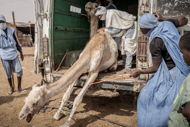 Sellers prepare the camel for “huge camel market” where hundreds of camels are sold in Nauakchott, the capital of Mauritania on May 16, 2023. Camels, being the main source of livelihood in Arab countries, are used for transportation and nutrition. (Photo by Annika Hammerschlag/Anadolu Agency via Getty Images)