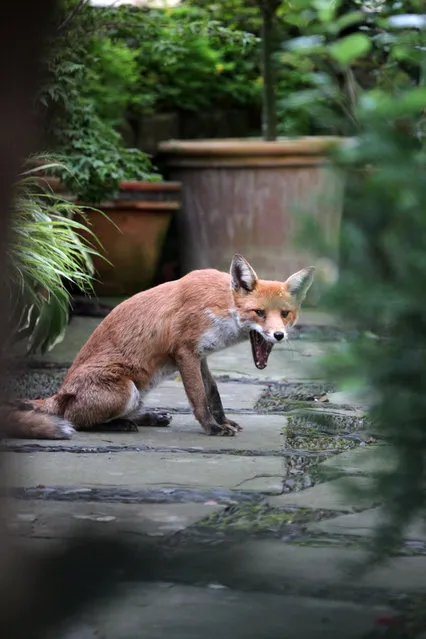 Urban Fox Project by Photographer Ian Wade