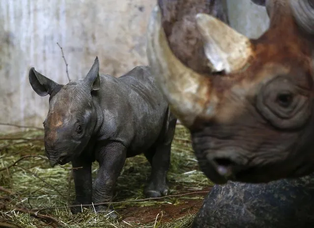 Young female black rhinoceros (Diceros bicornis) Olmoti stands beside its mother, 14-year old Samira at an enclosure at the zoo in Zurich January 21, 2015. (Photo by Arnd Wiegmann/Reuters)