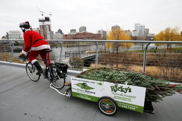 Jimmy Rider delivers a Christmas tree on a trailer attached to his bicycle, as part of his EverGreen Delivery service in Cambridge, Massachusetts, December 10, 2015. (Photo by Brian Snyder/Reuters)