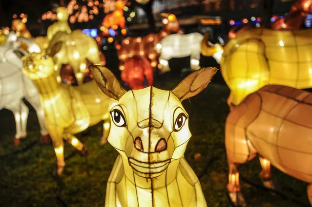 Goat-shaped lanterns are displayed in Chinatown, Singapore, January 27, 2015. Over 300 such goat-shaped lanterns have been set up as part of the decorations for the Lunar New Year. This year's Lunar New Year will fall on February 19, 2015,  ushering in the Year of the Goat according the Chinese Zodiac. (Photo by Wallace Woon/EPA)