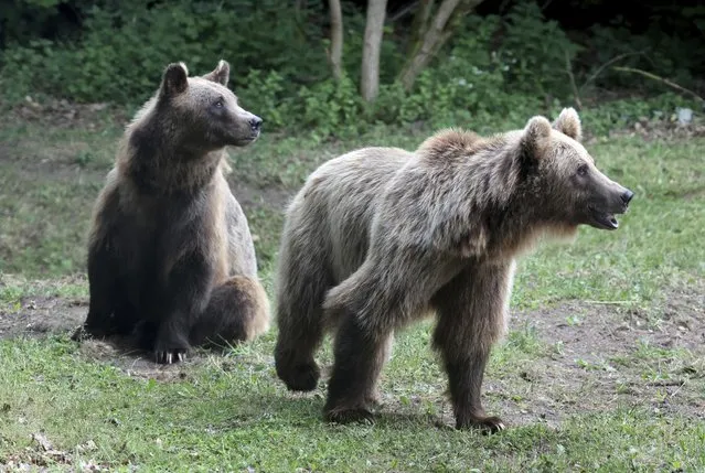 The two brown bears Lelya (l-r) and Dasha from Ukraine explore their new home in the Müritz Bear Forest, Mecklenburg-Western Pomerania on June 19, 2023. After the 18-year-old females have traveled about 1000 kilometers in the car, they were released into their new outdoor enclosure at the weekend. In Stuer, 13 brown bears now live in species-appropriate forest enclosures. (Photo by Bernd Wüstneck/dpa)