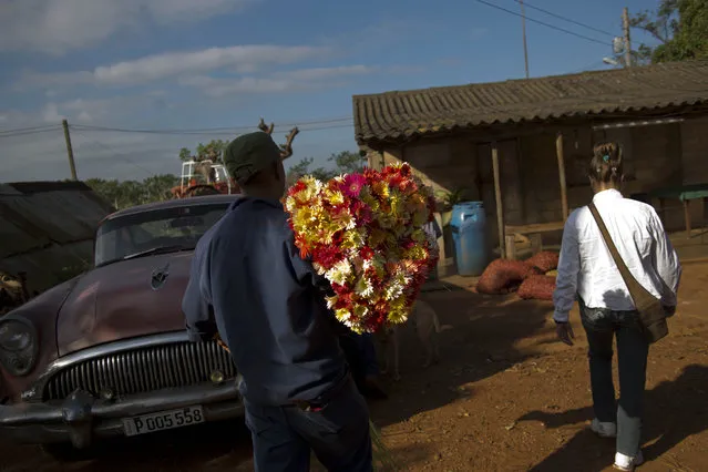 In this Thursday, January 29, 2015 photo, a supplier carries a bunch of fresh cut flowers for the self-employed flower vendor Yaima Gonzalez Matos, 33, at a farm in San Antonio de los Banos, Cuba. She says she works only two days a week because there isn't enough demand to support more business. But often those days last 12 hours, and she gets home long after her mother has bathed her son and put him to bed. (Photo by Ramon Espinosa/AP Photo)