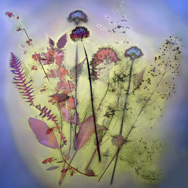Shortlist, open competition, object. Wild Garden – garden plants used to make photograms, exposing them in sunlight on to Ilford Ilfobrom Galerie FB black-and-white photographic paper. The photographer combined the resulting photograms digitally, in order to produce this ethereal floral image that gives the effect of a wild garden. (Photo by Ann Petruckevitch/Sony World Photography Awards)