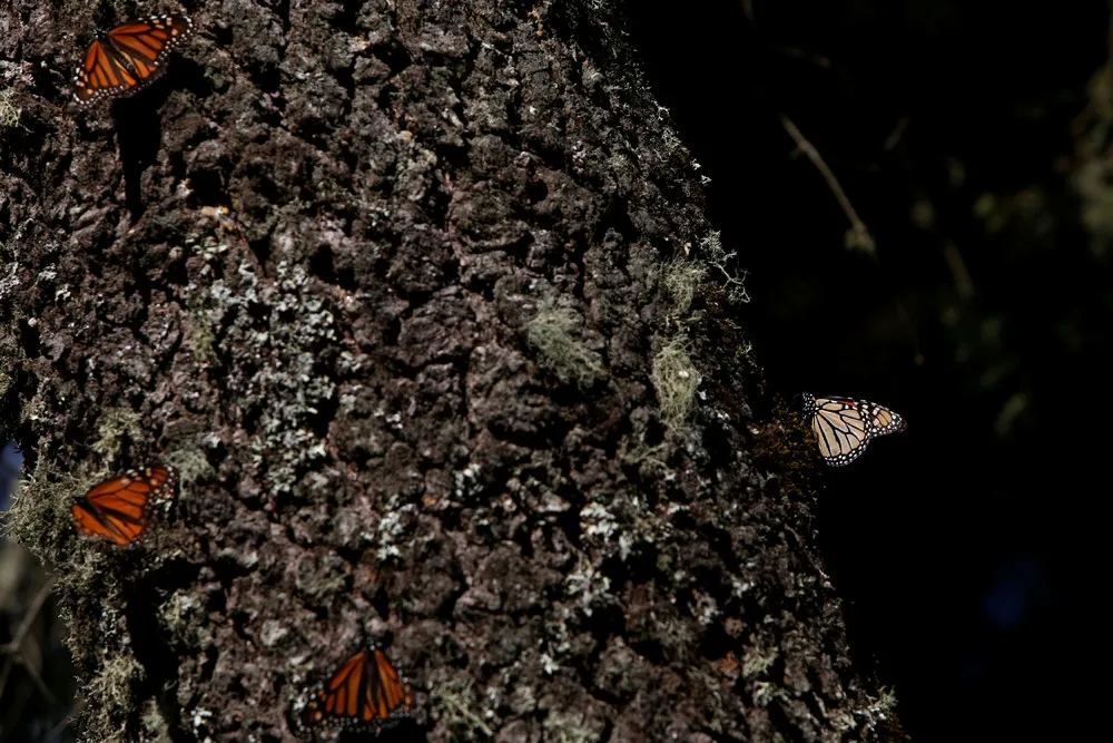 Sierra Chincua Butterfly Sanctuary