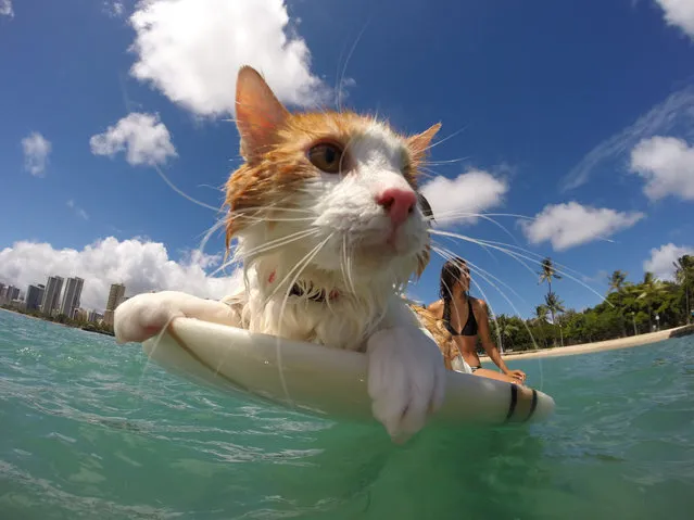 Kuli, the cat from Honolulu, surfs with its owner in Honolulu, Hawaii on January 4, 2016. The one-eyed cat was adopted weighing only one pound, but has since become an expert in riding the waves. (Photo by Caters News Agency)