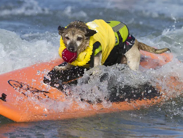 “Surfing dog with red ball”. (Photo and caption by Nathan Rupert)