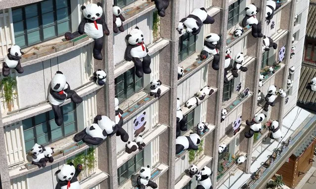 Giant panda toys hang from the facade of a hotel on August 10, 2023 in Yantai, Shandong Province of China. (Photo by Tang Ke/VCG via Getty Images)