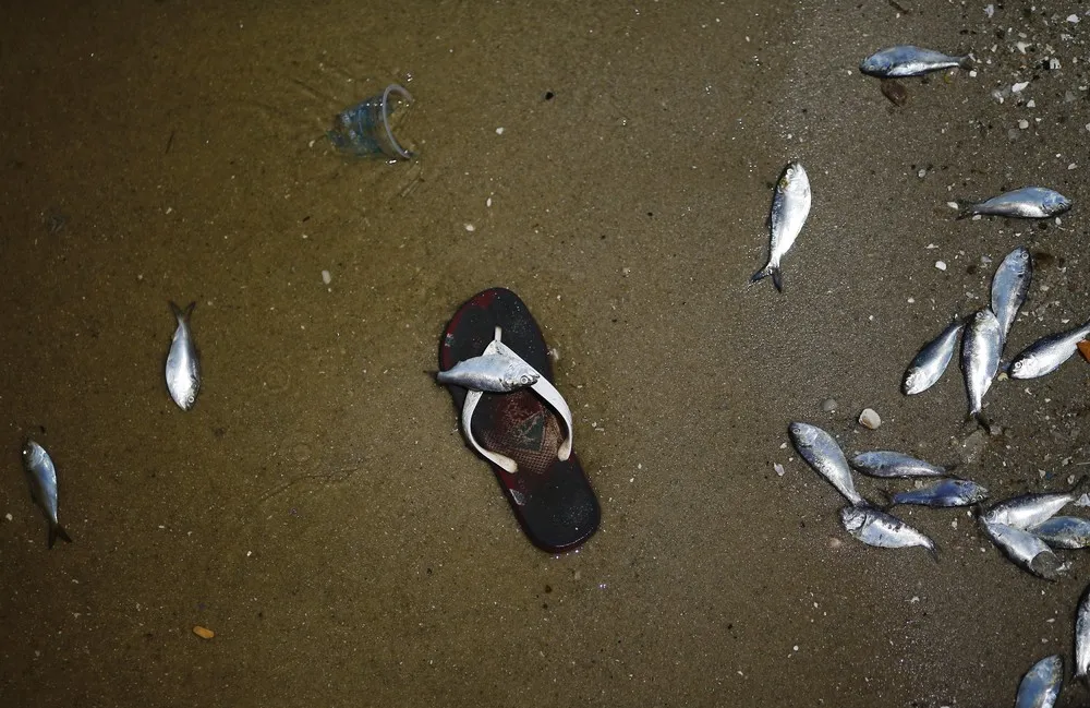 Dead Fish in Rio Olympic Bay
