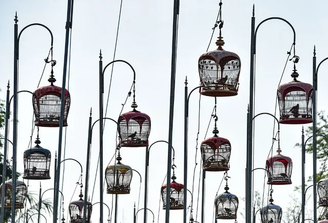 Birds sit in cages during a bird singing competition in Thailand's southern province of Narathiwat on September 18, 2023. Some 2,000 birds from Thailand, Malaysia and Singapore were entered in the annual contest. (Photo by Madaree Tohlala/AFP Photo)