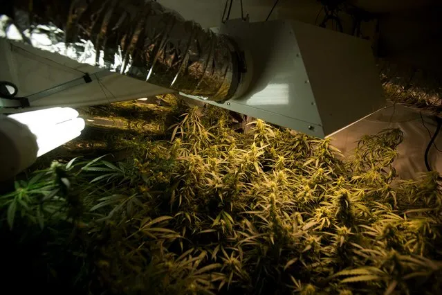 In this September 4, 2013 photo, marijuana grows in a hydroponics garden inside an apartment in Mexico City. Home growers say they are forming cooperatives to share the costs of the indoor-gardening gear and high electric bills and swap harvests with each other, many building their club model with skills first imported by foreigners. (Photo by Eduardo Verdugo/AP Photo)